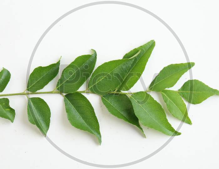 Curry leaves isolated