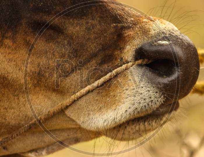 Close Up Of Cow Nose With Rope On Cow Face Isolated On Nature Background. Indian Cow Nose With Rope.