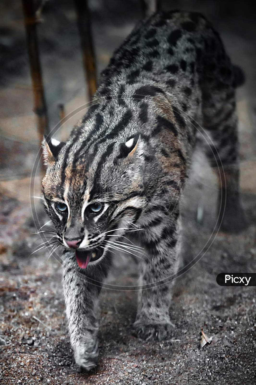 The asian leopard cat also know as ocelot and bobcat