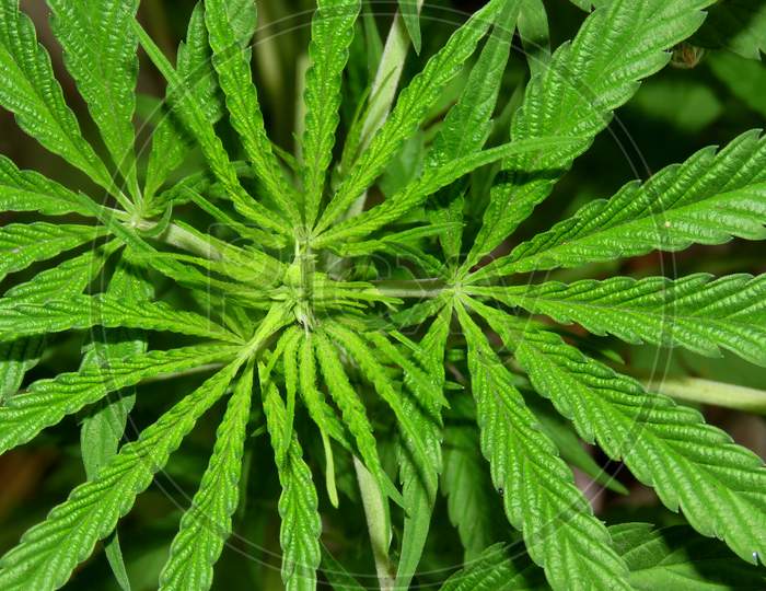 Cannabis leaves background,marijuana leaf background,Beautiful Green Cannabis leaves or Weed Leaf.