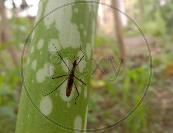 image of an insect on a plant Stem.