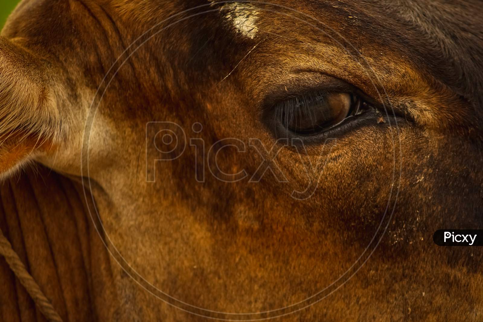 Cow Face Portrait Of A Brown Cow With Sharpe Open Eye Isolated On Green Green Background.