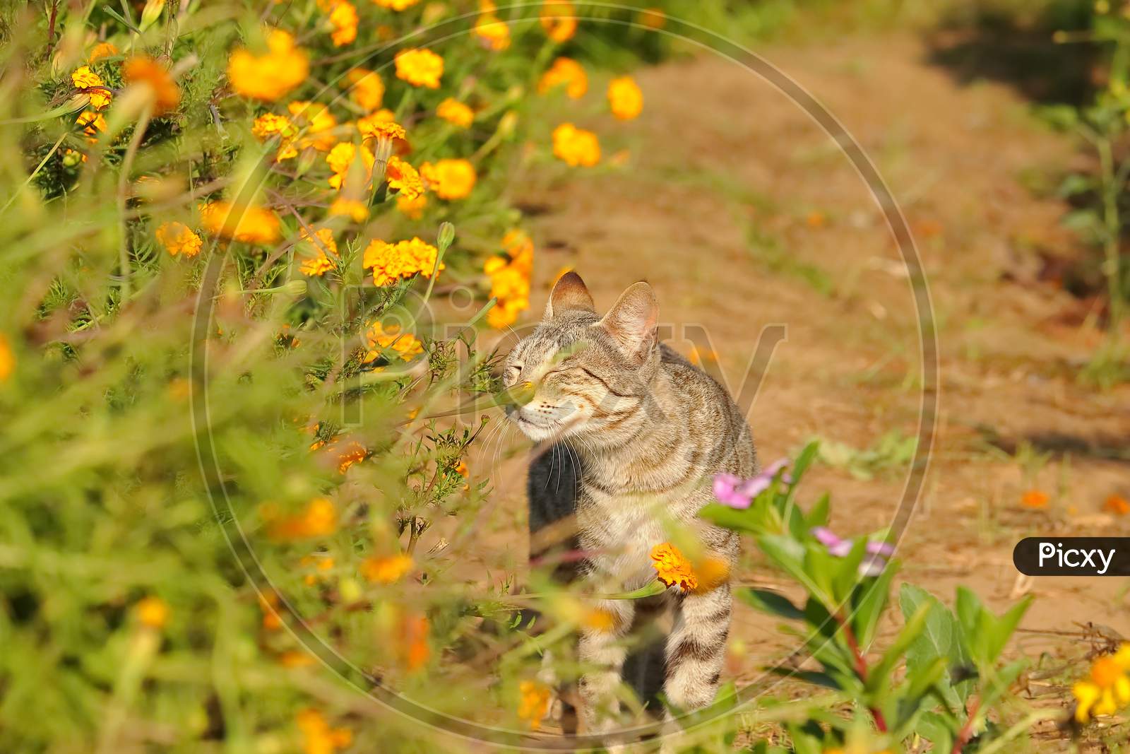 Cat Sniffs The Marigold Flowers