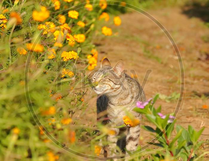 Cat Sniffs The Marigold Flowers