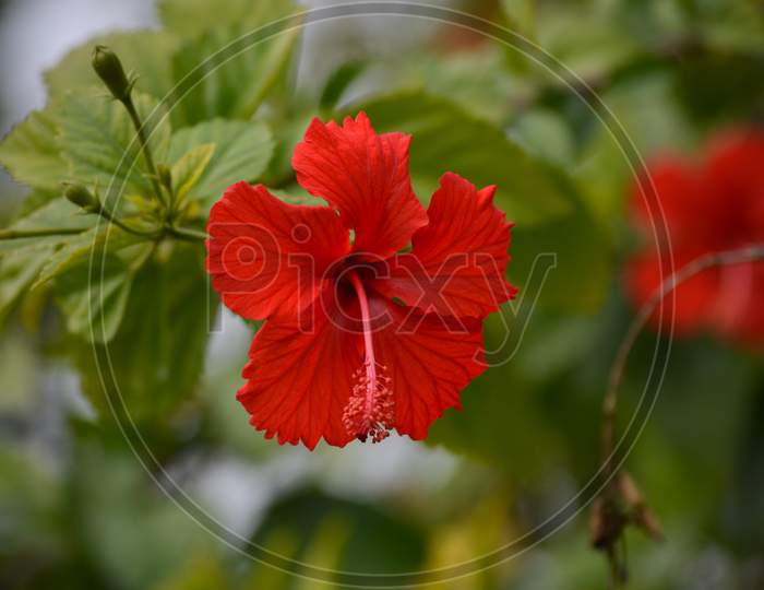 Red hibiscus flower on a green background
