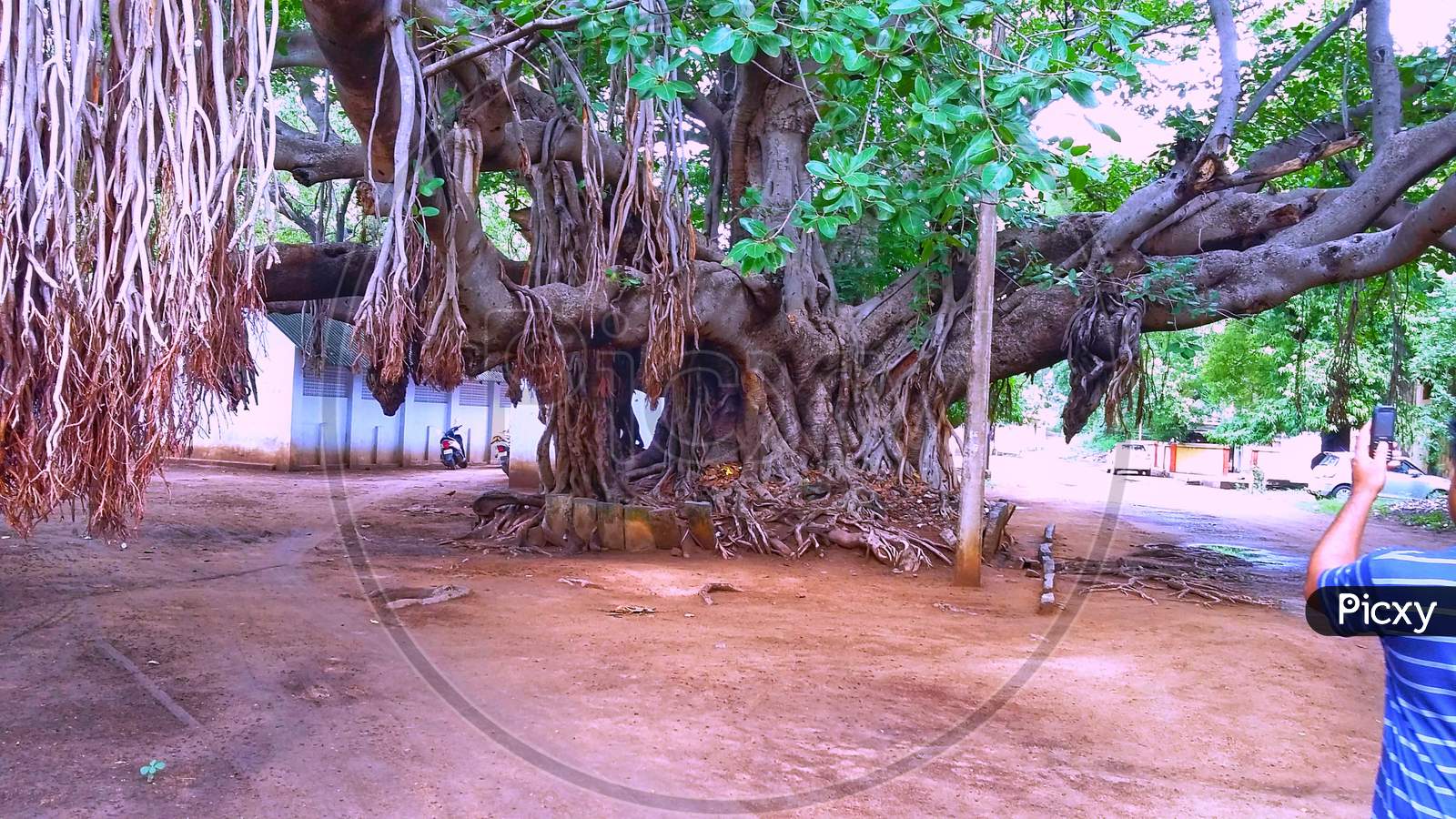 Big banyan tree and stem