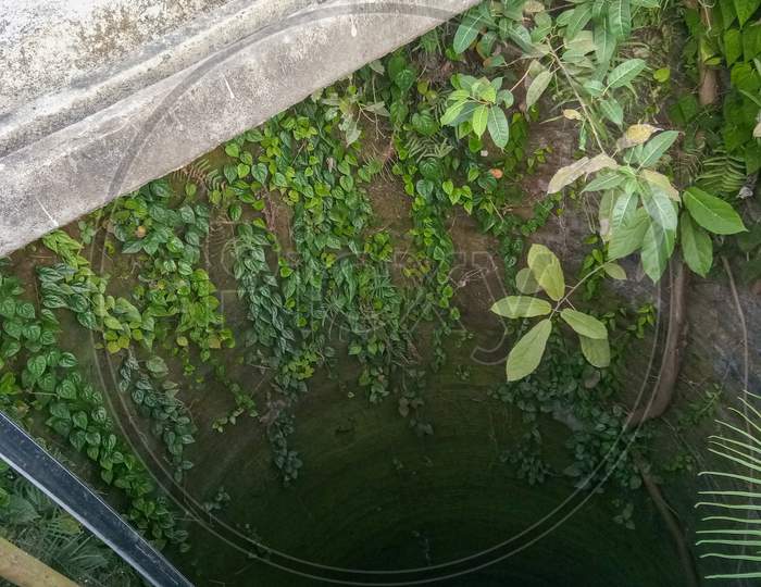 Little forest growing in the well