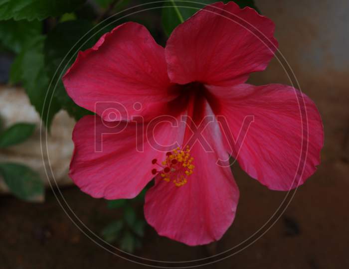 red big hibiscus flower in the garden