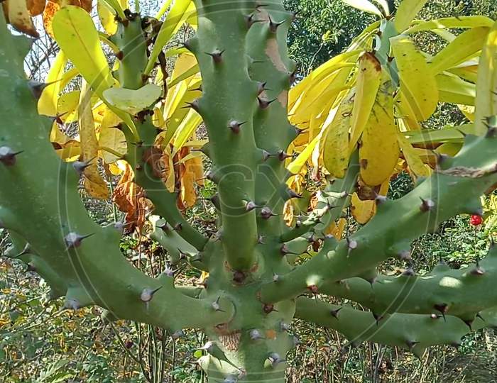 It is a thorn tree with yellow leaves and all branches and thorns on the branches