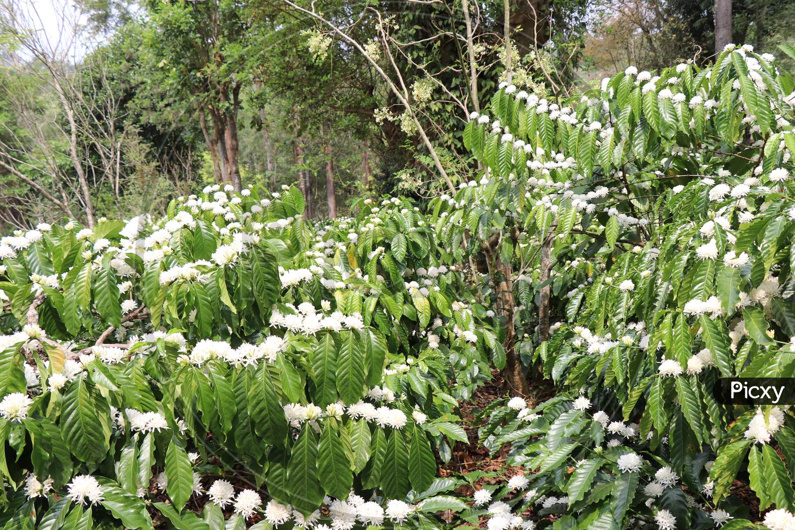 Robusta Coffee Flower Blooming In Estate