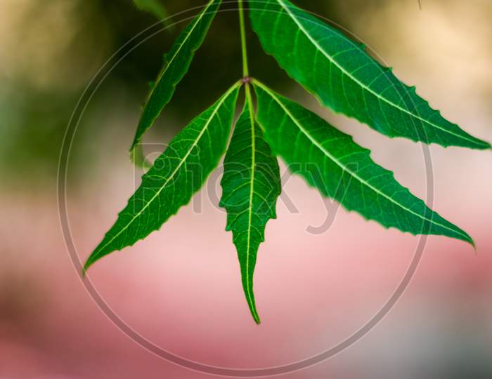 Neem Tree Or Azadirachta Indica Leaf With Blurred Background