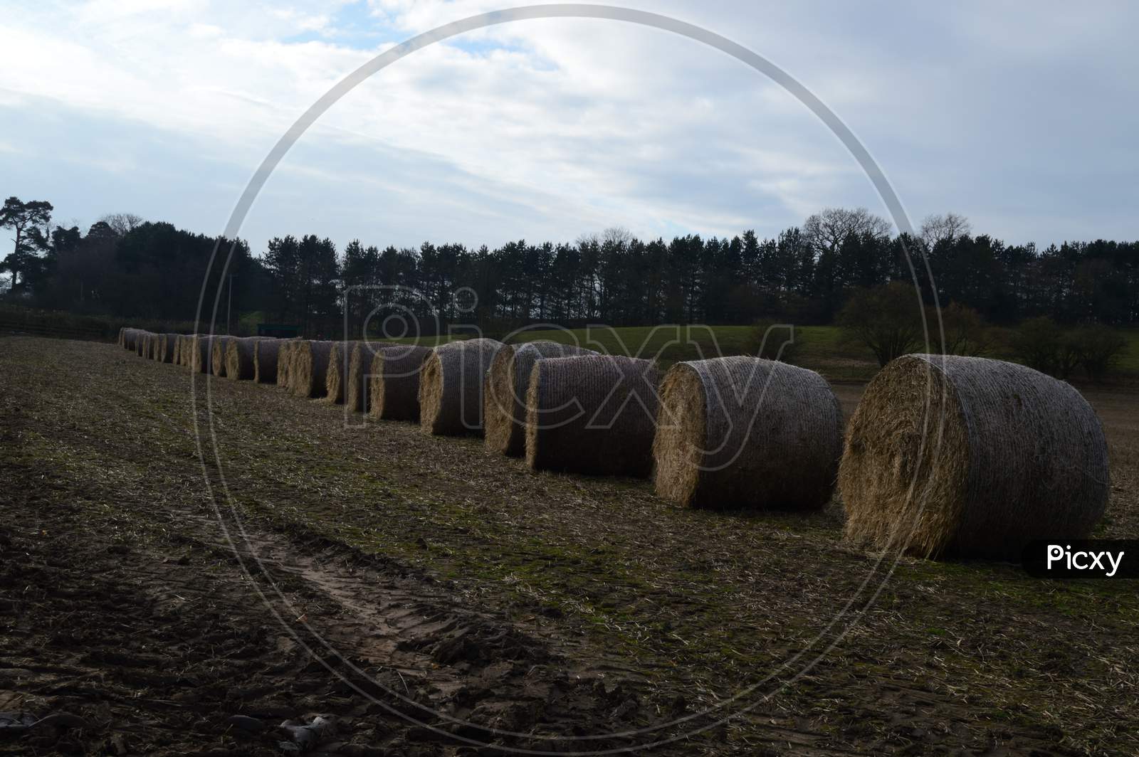 Straw Rolled Bales