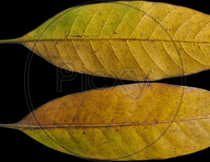 Yellow green mango tree leaf png texture, png leaf