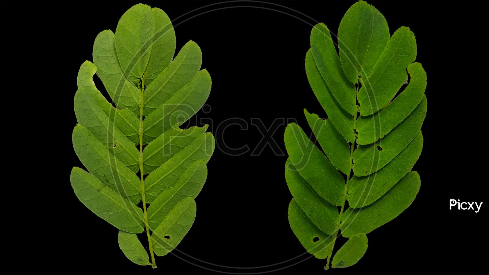 Phyllanthus green small leaf png texture surface