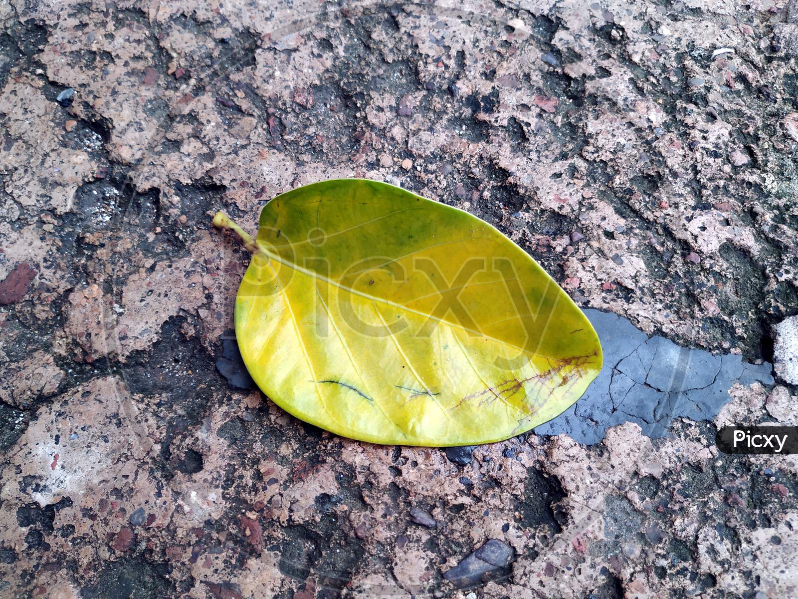 big yellow leaf of banyan tree laying on the ground