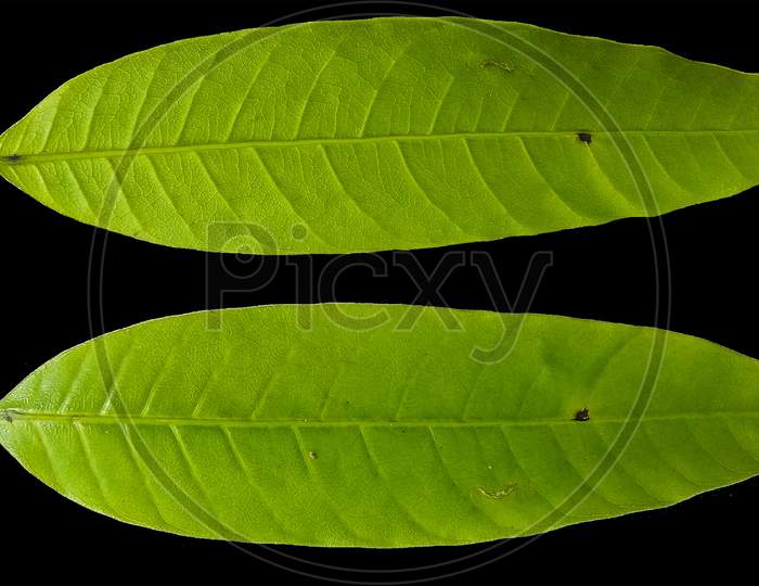 Green mangob tree leaf png texture, leaf texture