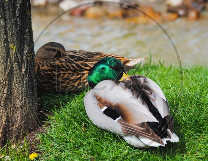 A Color Image Of A Wild Mallard Duck Couple Resting Together On The Grass By The River (Anas Platyrhynchos)