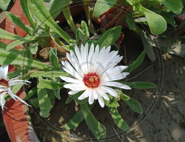This is beautiful flower in spring season with beautiful white  color