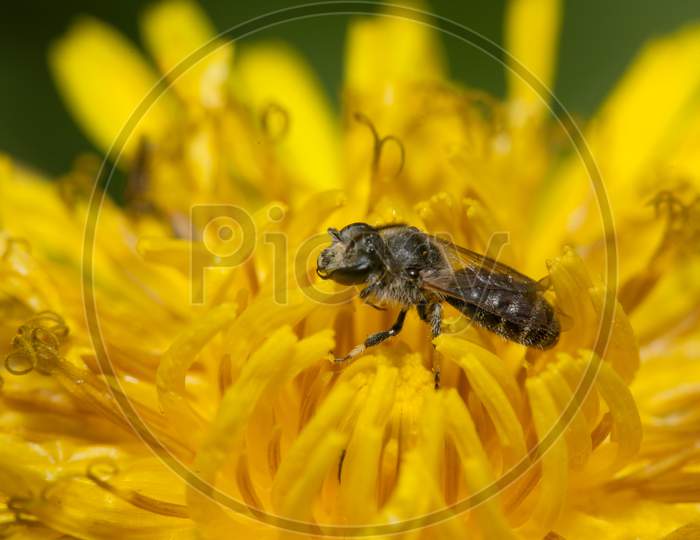 A Small Solitary Bee In A Dandelion Flower