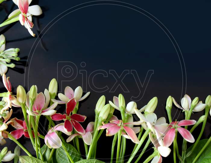 Spring Background, Summer Blooming Rangoon Creeper Flower