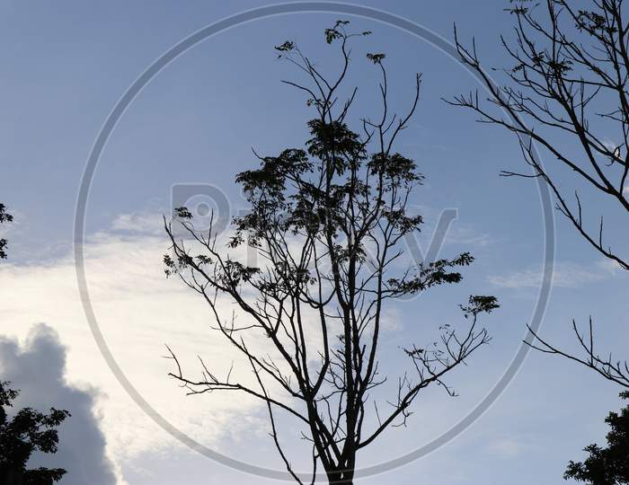 Beautiful Nature With Tree On Blue And White Sky Background