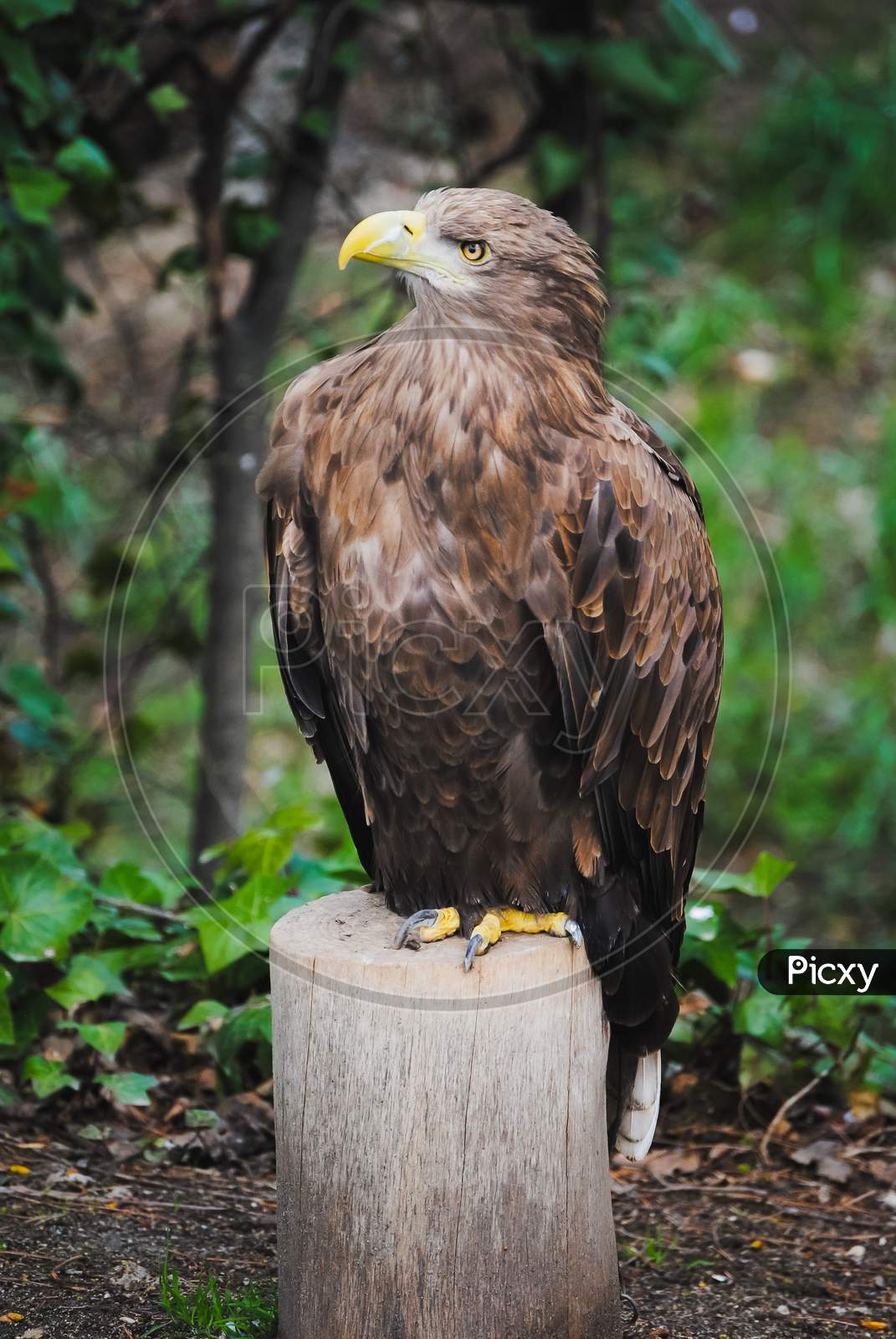 A White-Tailed Eagle With A Yellow Beak Resting On A Trunk And On A Green Background (Pigargo European, White Tailed Eagle, Bald Eagle)