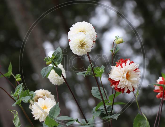 Dahlia Flowers Which Are White And Red In Color