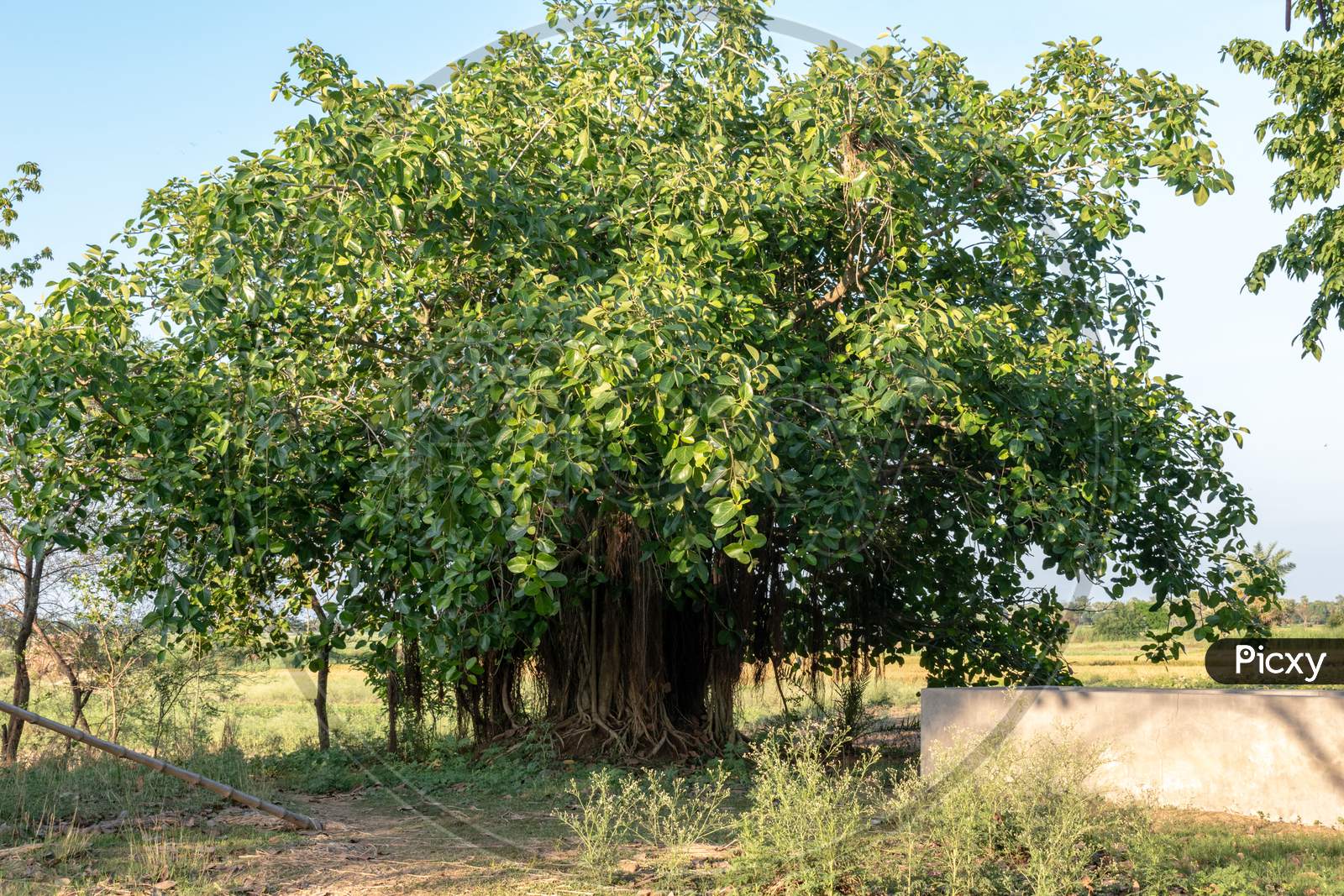 Picture of a beautiful banyan tree inside the vast land