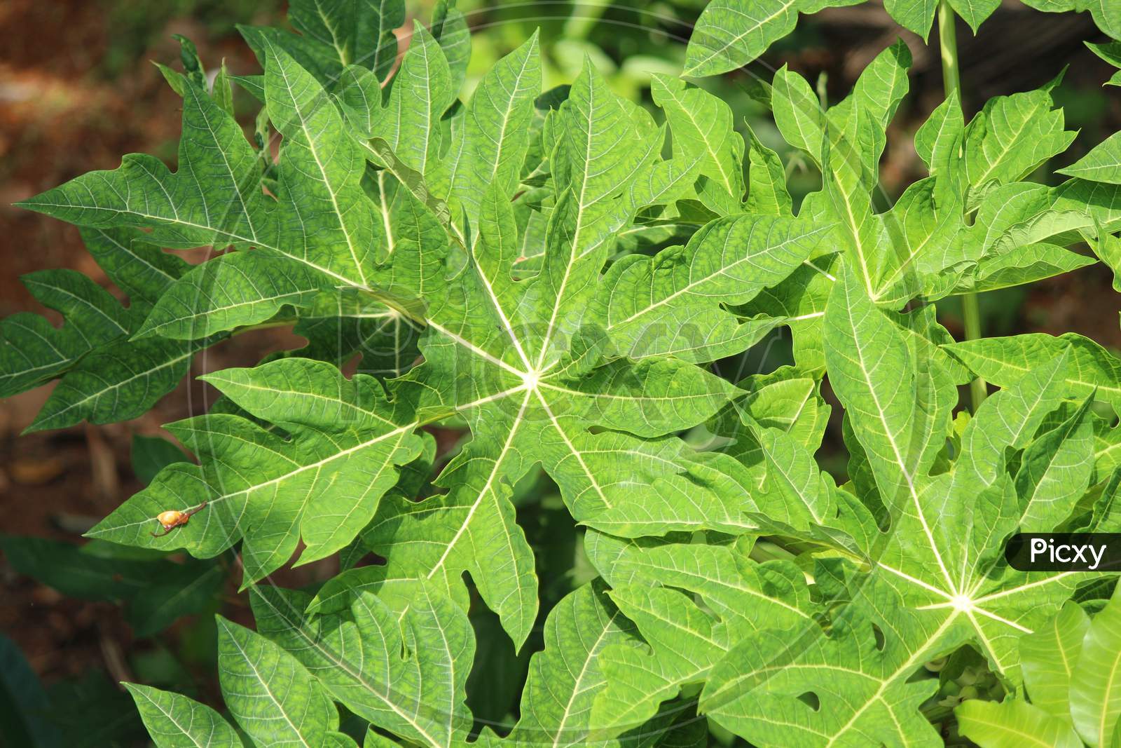 papaya leaf from the papaya plant