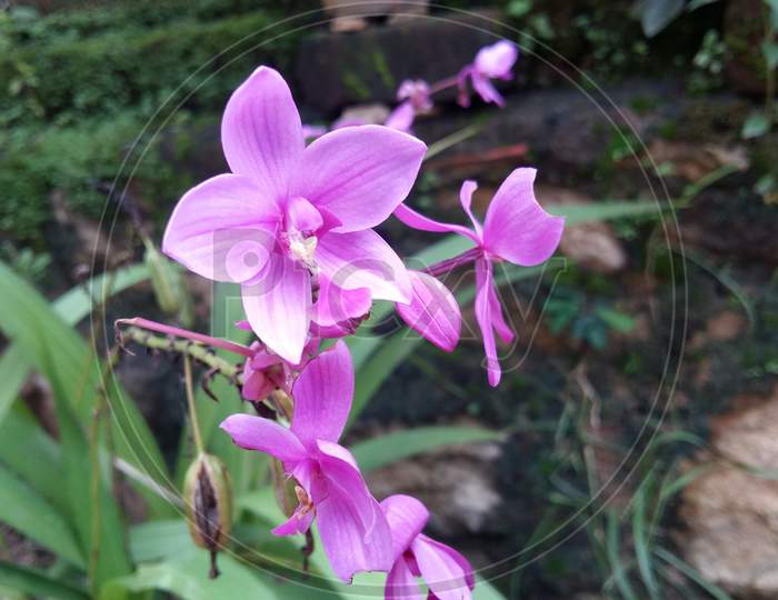 Purple Orchid Flowers In Garden.