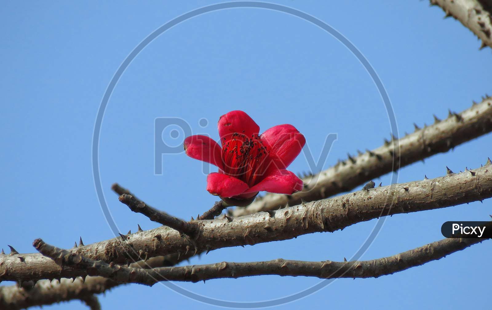 Bombax ceiba flower,Beautiful flower on the tree,red flower on the tree,thorn tree,red flower against blue sky.