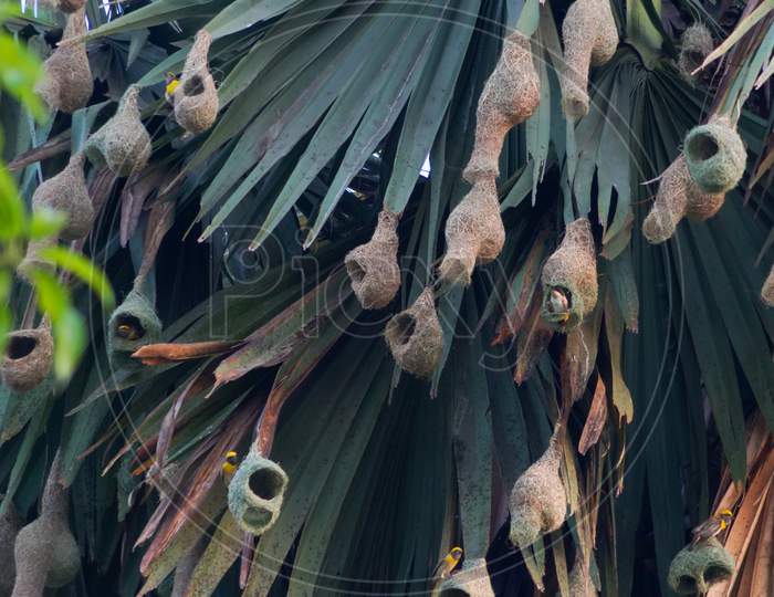 Bird nest hanging on palm tree