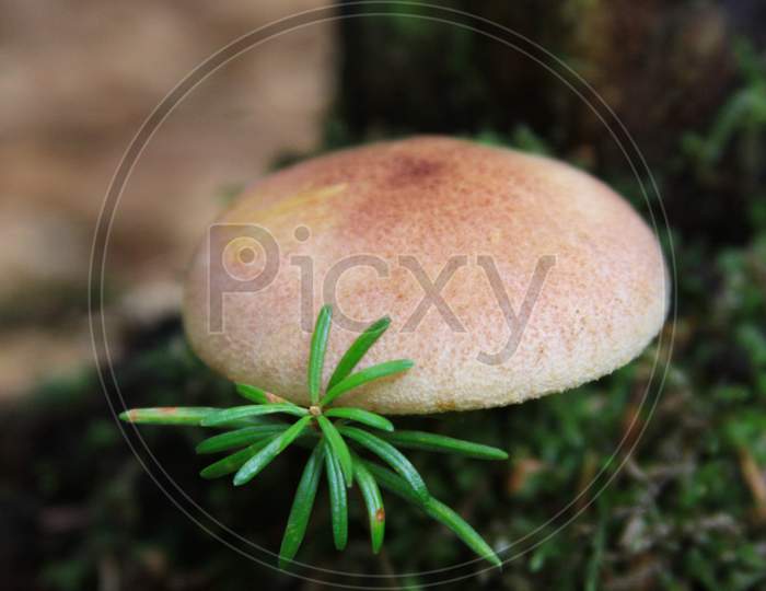Mushroom In Natural Environment