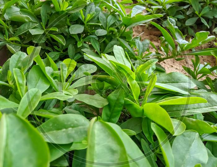 Talinum fruticosum edible plants