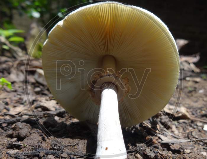 Agaricomycetes champignon mushroom closeup photography Background