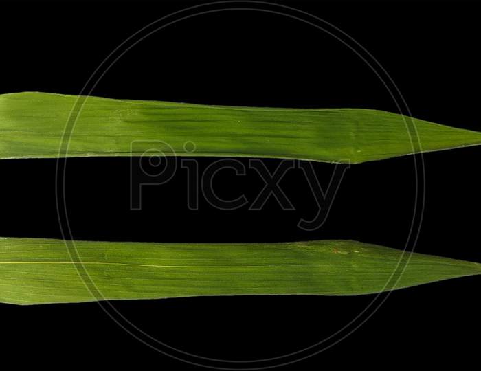 Green bambo leaf texture surface with black png background