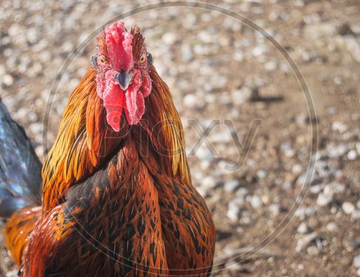 A Rooster With A Orange Plumage On A Brown Background At The Farm