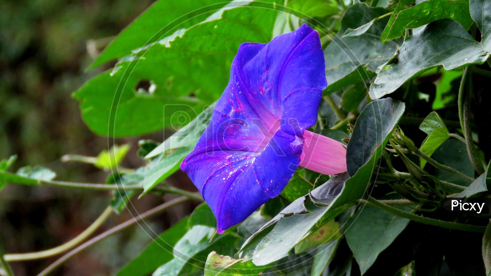 Morning glory flower in the garden,blue and purple flower.surrounded by green leaves.