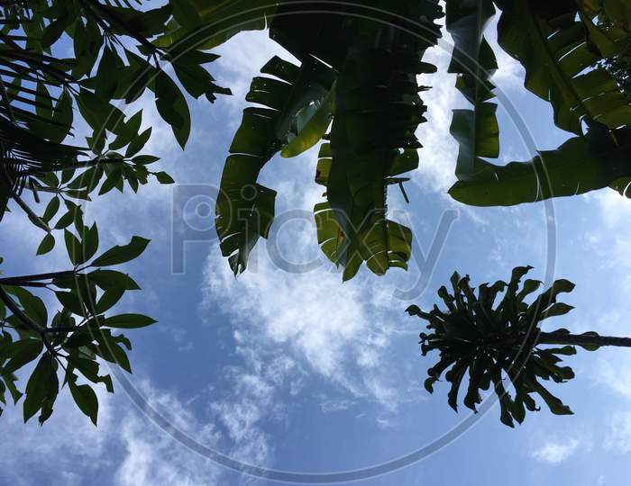 Low Angle View On Tropical Plants