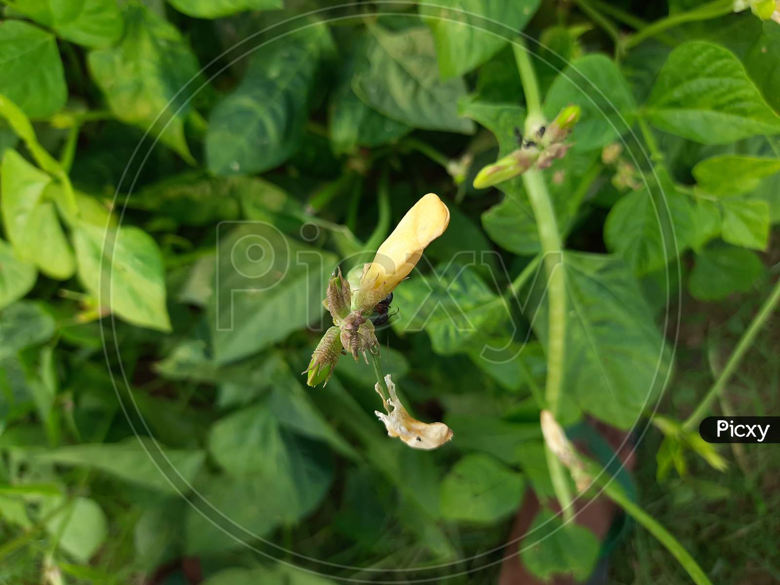 cowpea flower