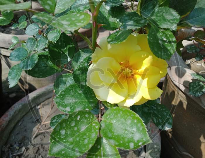 This is beautiful flower in spring season with beautiful yellow color