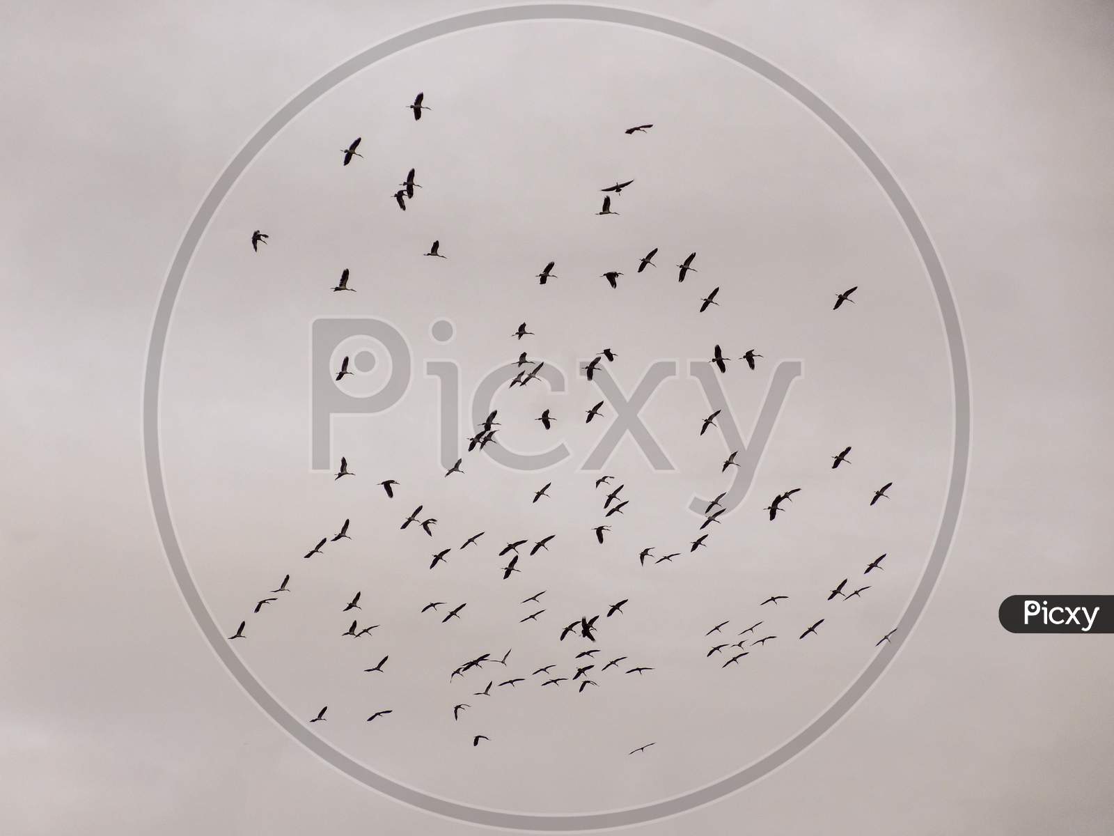 Beautiful bird in the sky , fly birds background wallpaper