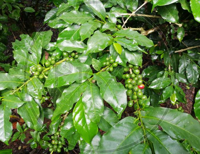 Arabica Coffee Plant With Ripe And Unripe Coffee Beans