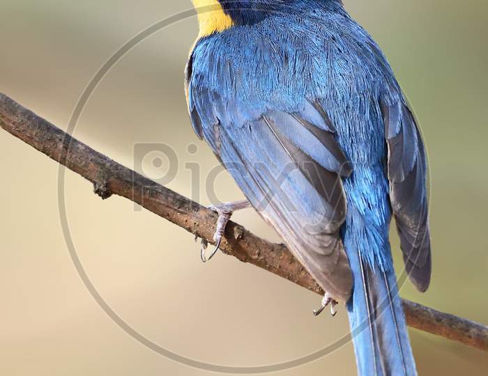 Tickell'S Blue Flycatcher
