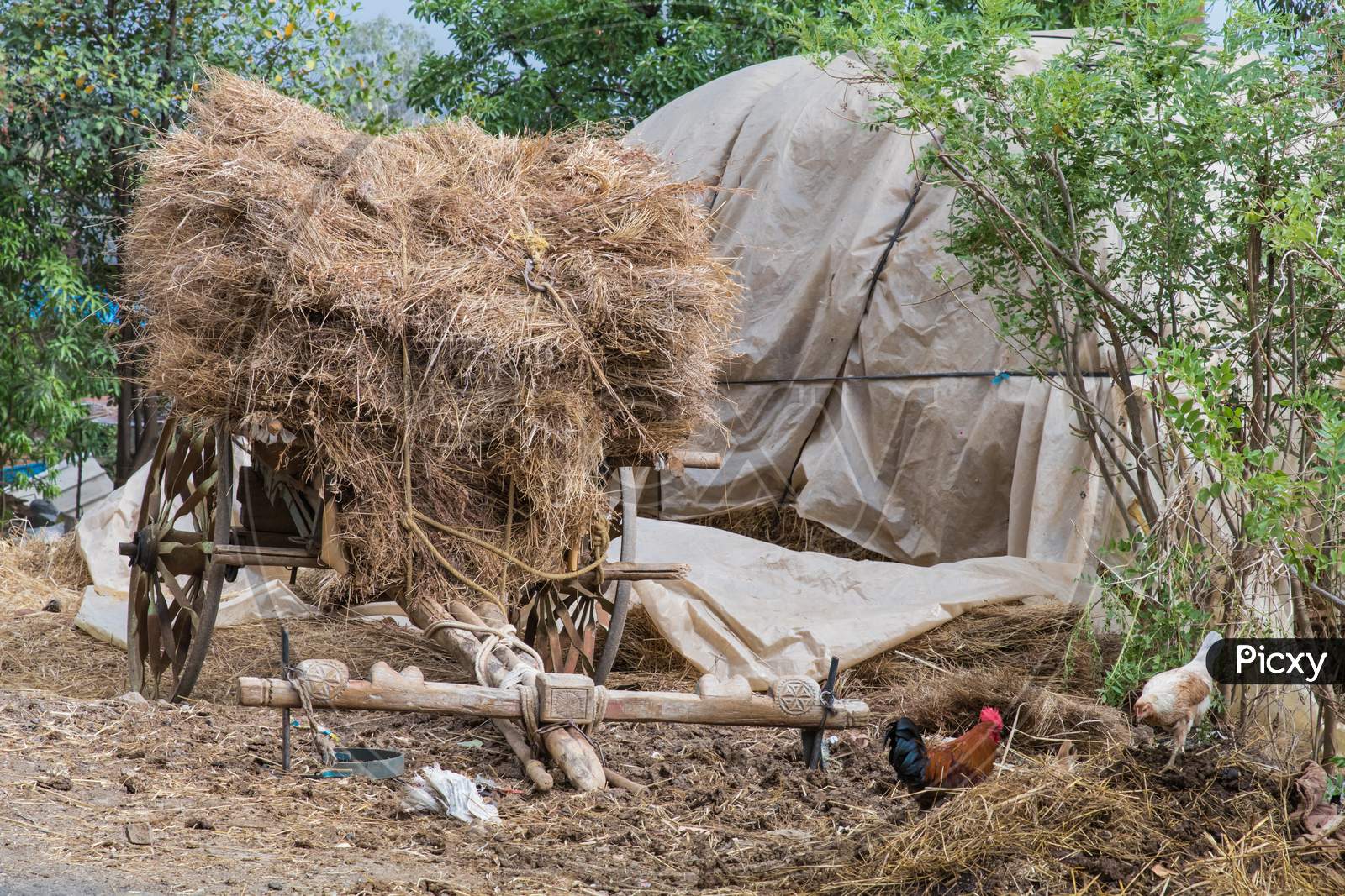 A Bullock Cart Stacked With Dry Grass For Cattle
