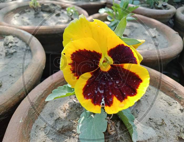 This is beautiful flower in spring season yellow and blood color