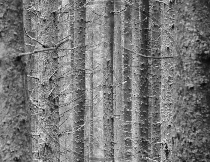 Black And White Pine Tree Trunk Texture In The Forest