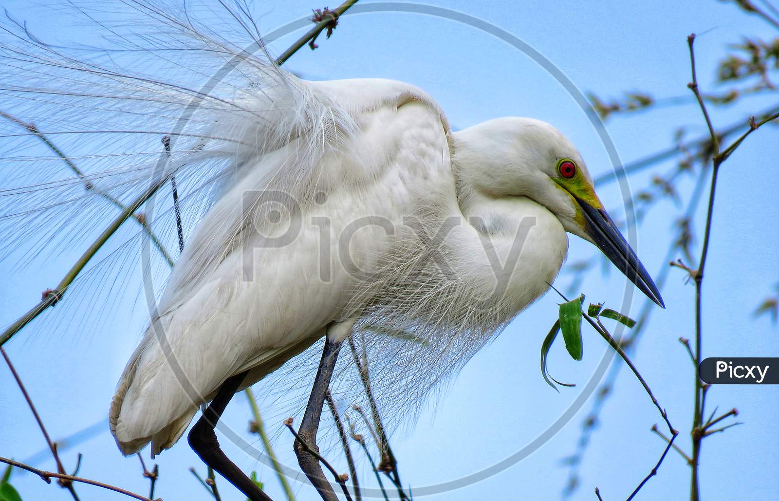 Great white heron ardea cinerea,Great white heron on the tree,beautiful white bird on the tree.