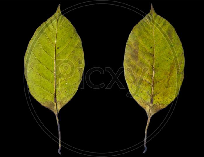 Yellow pattern leaf png black background texture, png leaf texture