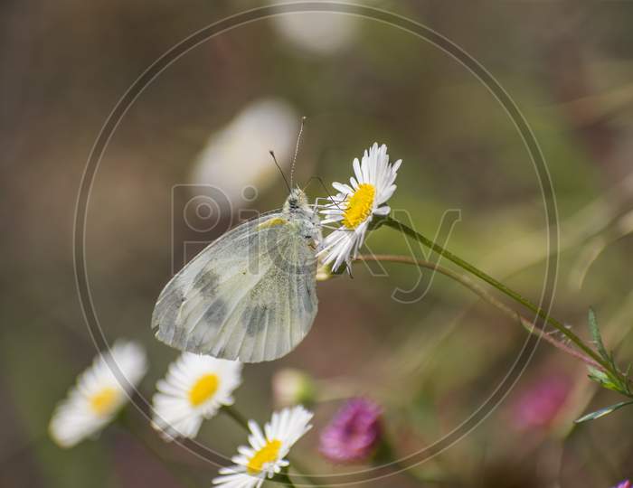 Close-up of a butterfly pollinating a white flower